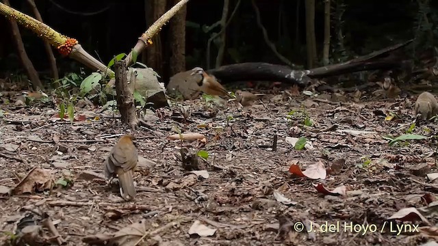 Lesser Necklaced Laughingthrush - ML201537511