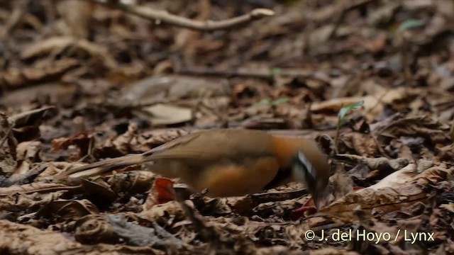Lesser Necklaced Laughingthrush - ML201537521