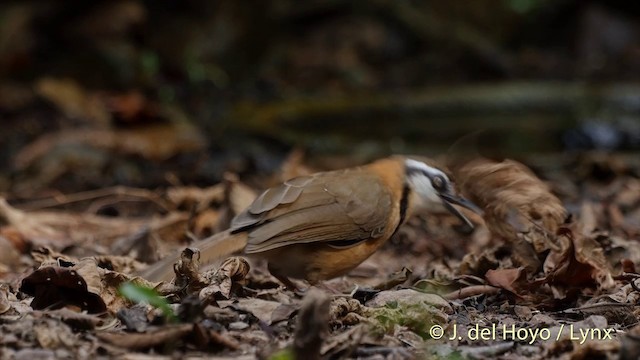 Lesser Necklaced Laughingthrush - ML201537531