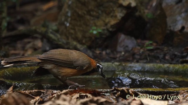 Lesser Necklaced Laughingthrush - ML201537541