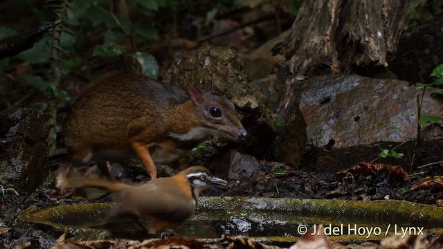 Lesser Necklaced Laughingthrush - ML201537551