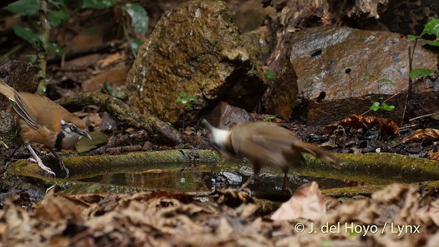 Lesser Necklaced Laughingthrush - ML201537561