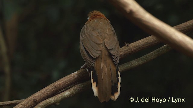 ヒメクビワガビチョウ - ML201537571