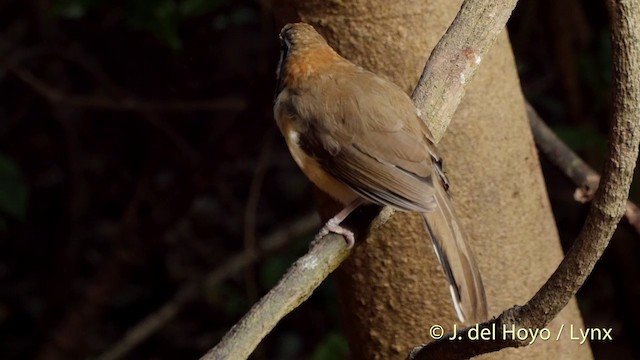 ヒメクビワガビチョウ - ML201537611