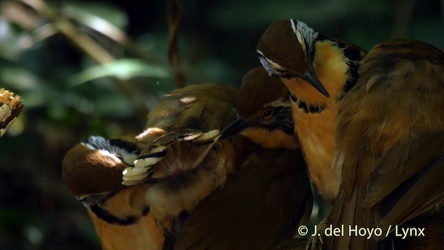 Greater Necklaced Laughingthrush - ML201537701