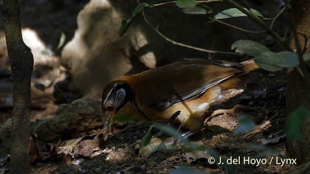 Greater Necklaced Laughingthrush - ML201537711