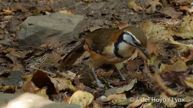 クビワガビチョウ - ML201537741