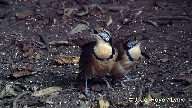 クビワガビチョウ - ML201537751