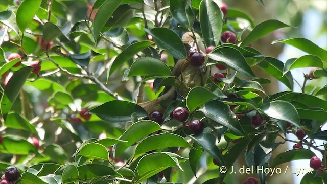 Bulbul Verdoso (cinnamomeoventris) - ML201537841