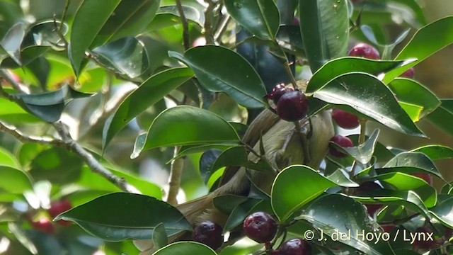 Bulbul Verdoso (cinnamomeoventris) - ML201537851