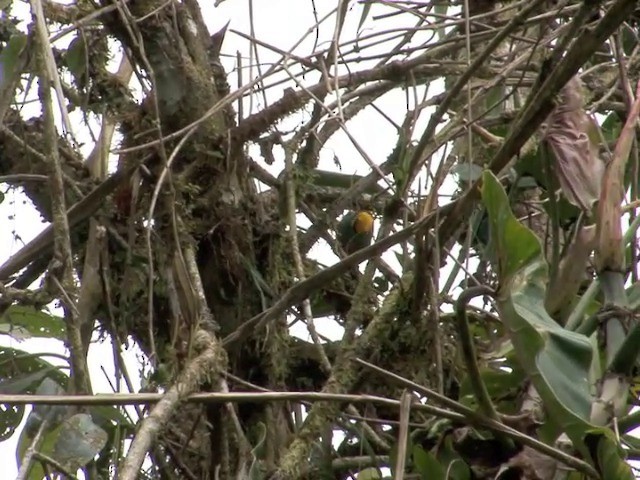 Tangara Coronigualda - ML201537891