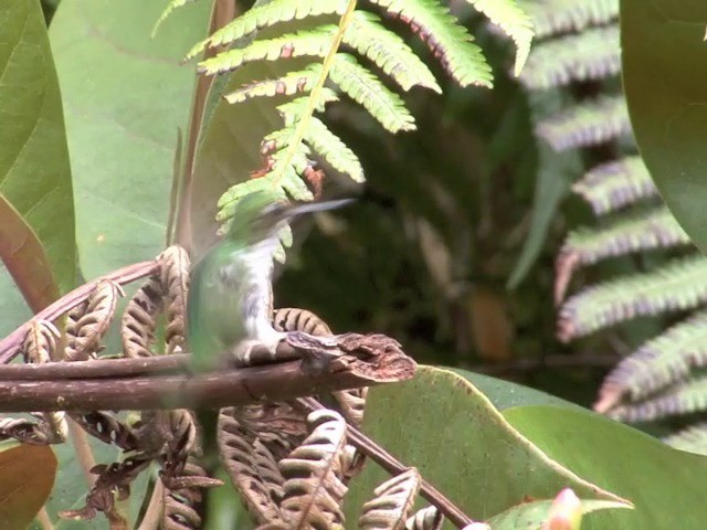 White-booted Racket-tail - ML201537901