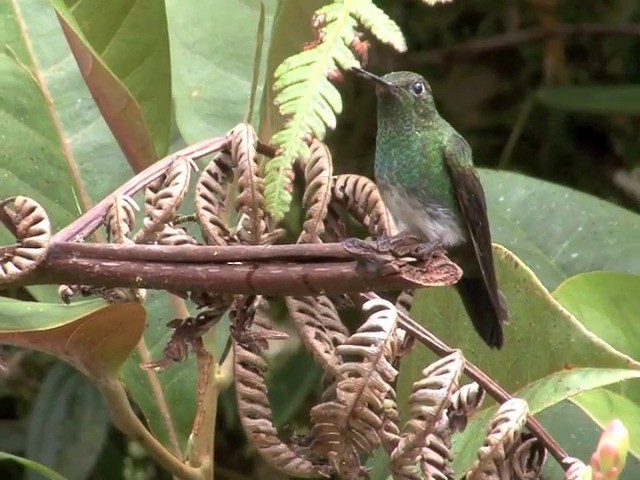 Greenish Puffleg - ML201537921