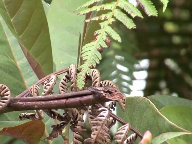 Greenish Puffleg - ML201537931