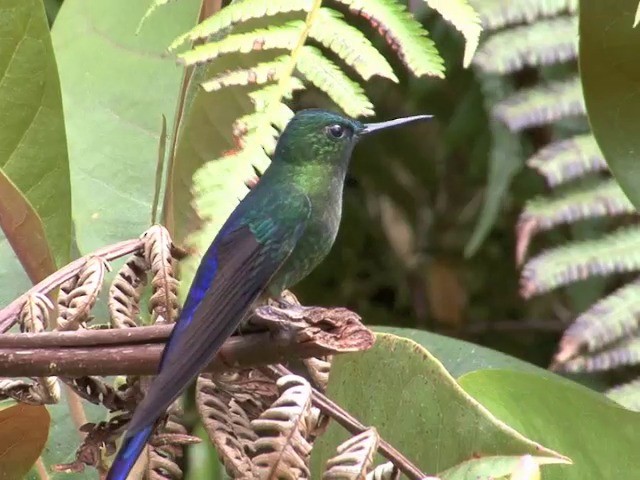 Speckled Hummingbird (melanogenys Group) - ML201537961