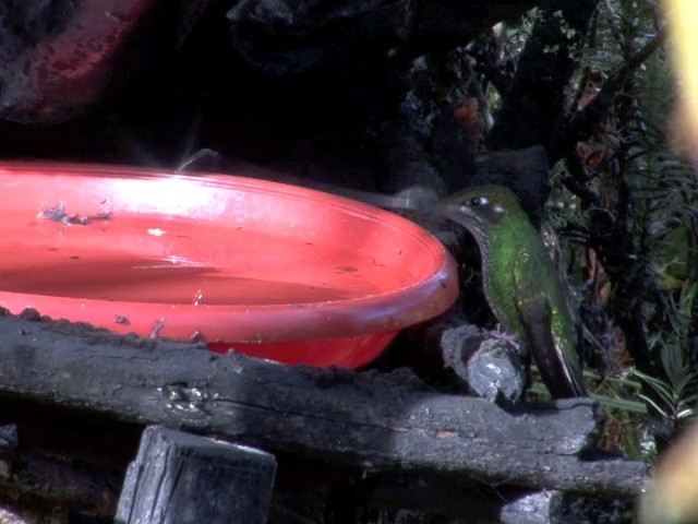 Sword-billed Hummingbird - ML201538001