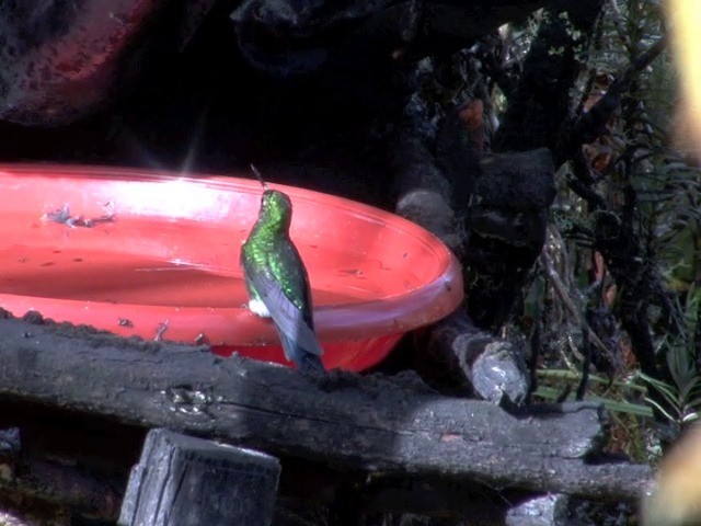 Glowing Puffleg - ML201538041