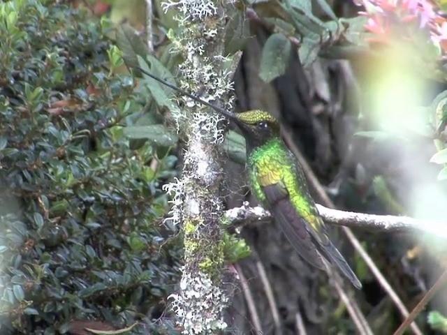 Sword-billed Hummingbird - ML201538061