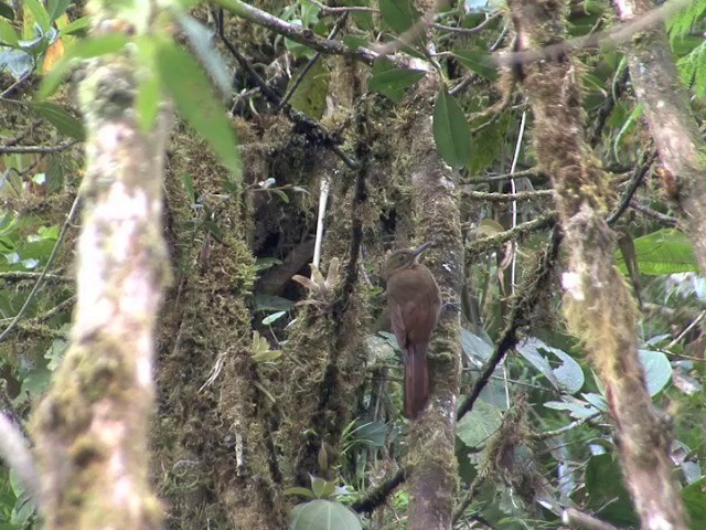 Tyrannine Woodcreeper - ML201538201