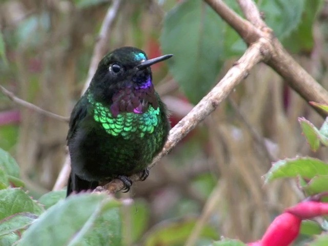 Colibrí Turmalina - ML201538271