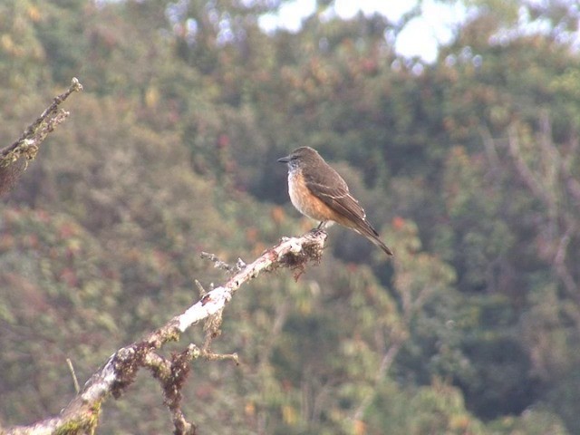 Streak-throated Bush-Tyrant - ML201538331