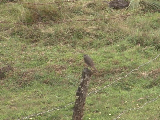 Moucherolle à ailes rousses - ML201538501