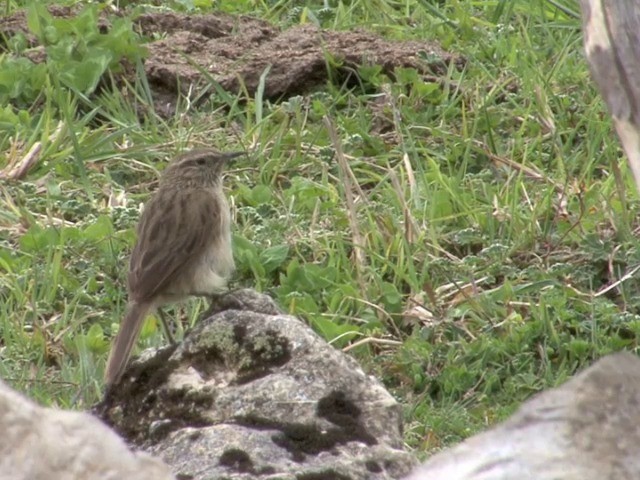 ノドジマカマドドリ - ML201538551