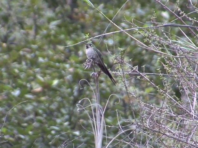 Colibrí Ventrigrís - ML201538581