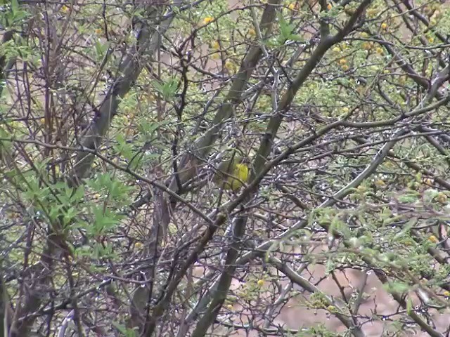 Black-lored Yellowthroat - ML201538611