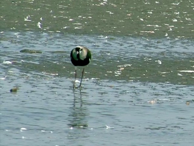 Southern Lapwing (chilensis/fretensis) - ML201538671