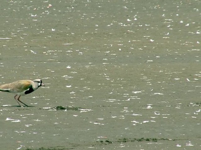 Southern Lapwing (chilensis/fretensis) - ML201538681