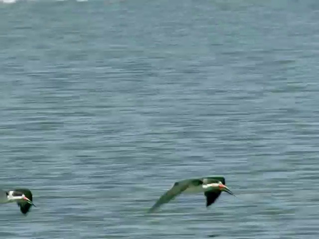 Black Skimmer (cinerascens) - ML201538691