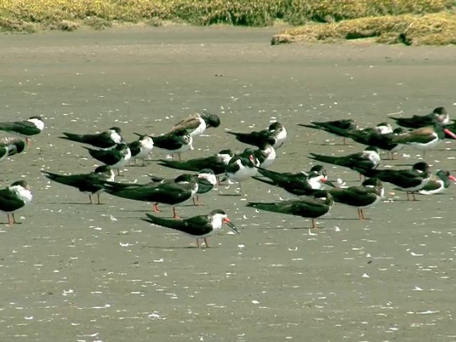 Black Skimmer (cinerascens) - ML201538721