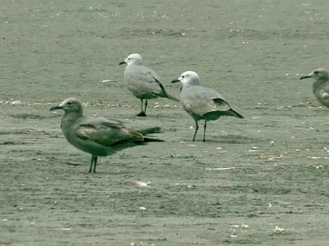 Gray Gull - ML201538801