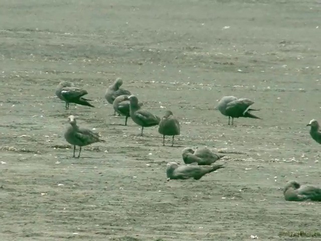 Gray Gull - ML201538831