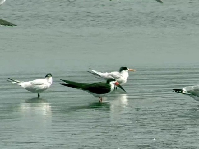 Black Skimmer (cinerascens) - ML201538851