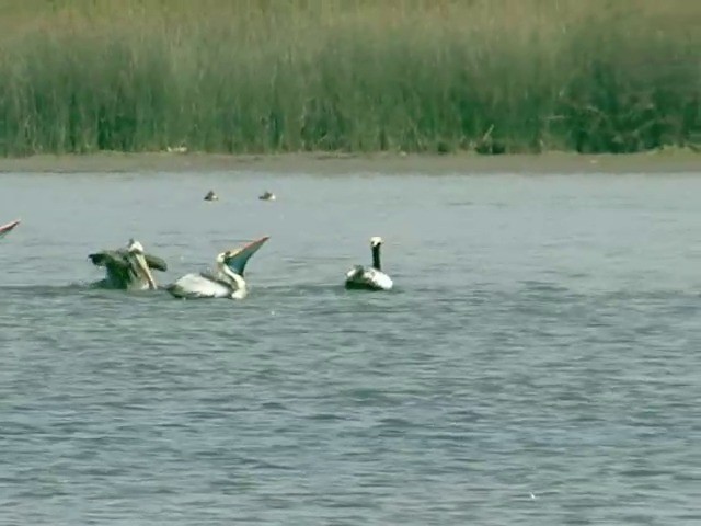 Peruvian Pelican - ML201538871