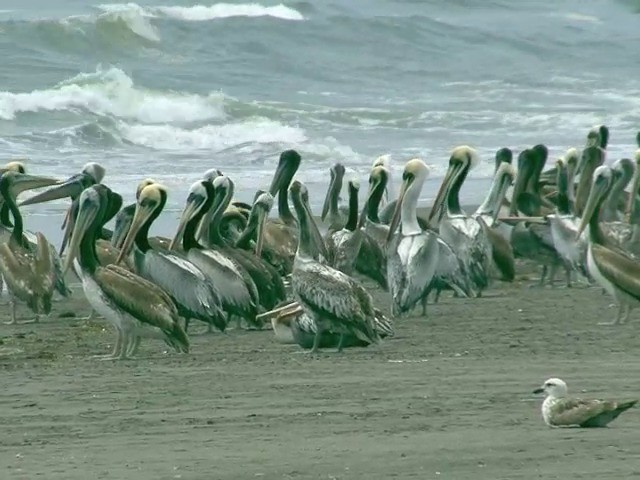 Peruvian Pelican - ML201538881