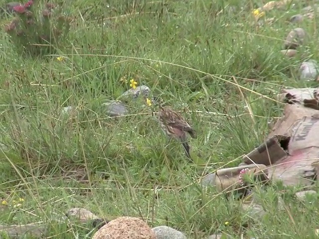 Twite - ML201538891