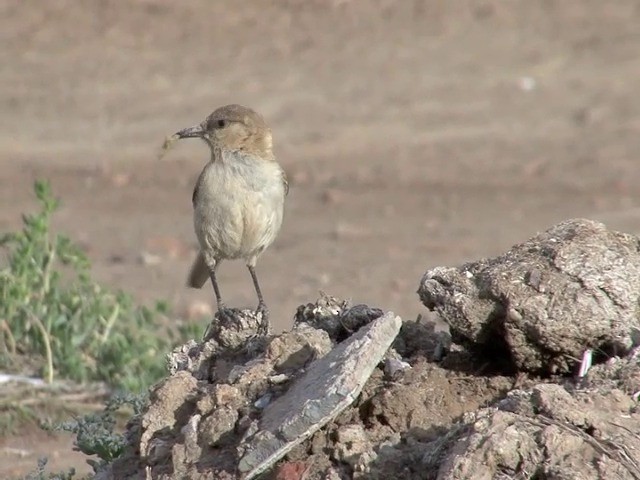 Ground Tit - ML201538921