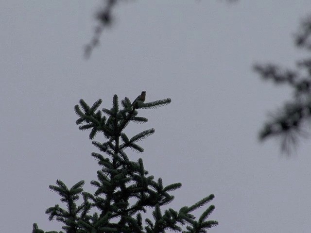 Slaty-backed Flycatcher - ML201538931