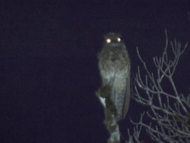 Andean Potoo - ML201539001