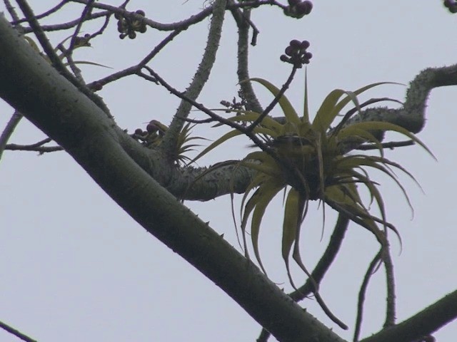 White-edged Oriole - ML201539031