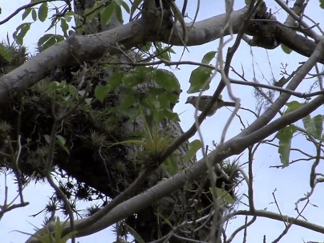 White-headed Brushfinch - ML201539051