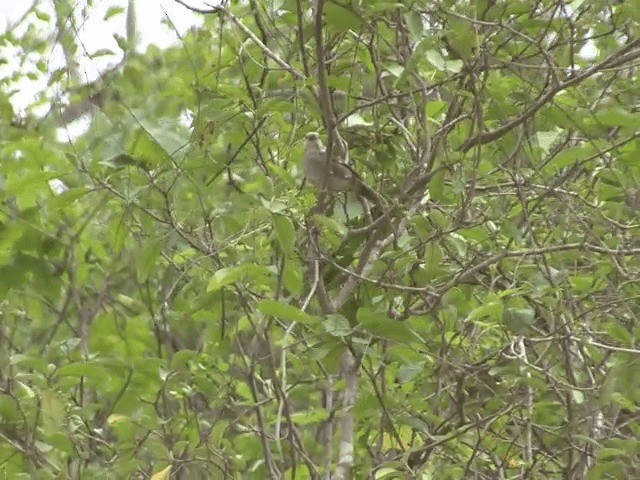 White-headed Brushfinch - ML201539061