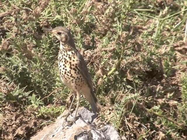 Ethiopian Thrush - ML201539161