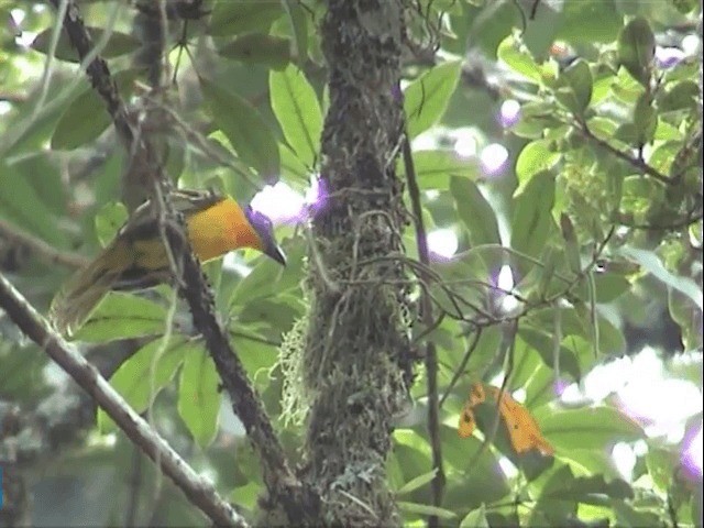 Lagden's Bushshrike (Eastern) - ML201539221