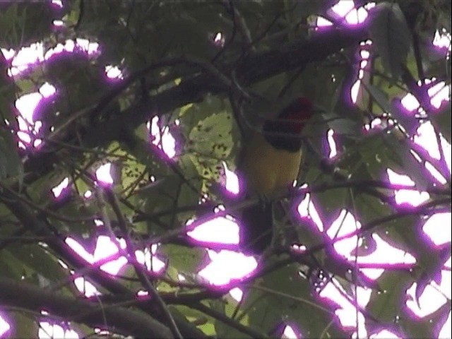 Doherty's Bushshrike - ML201539261