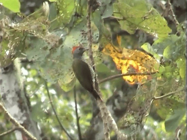 Fine-banded Woodpecker - ML201539331