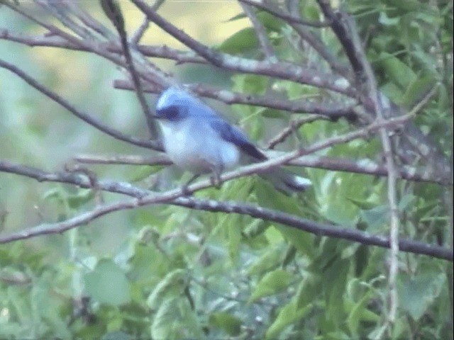 African Blue Flycatcher - ML201539341